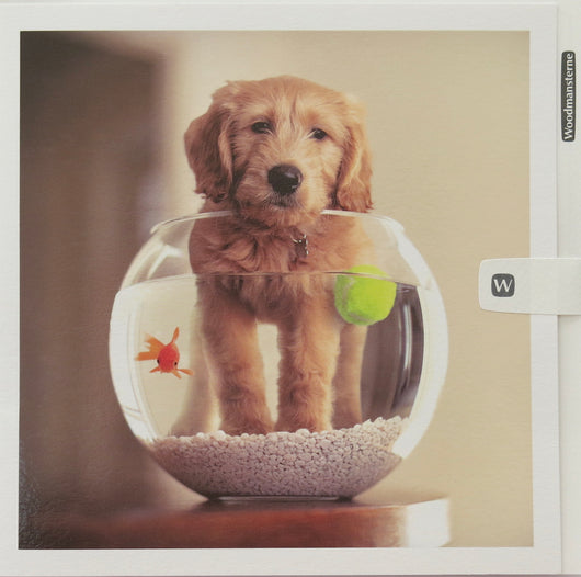 SINGLE CARD -