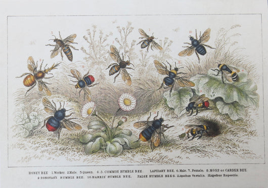 SINGLE CARD - Twelve different species of bees swarming a flowery meadow