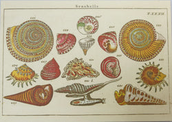 SINGLE CARD. Shells