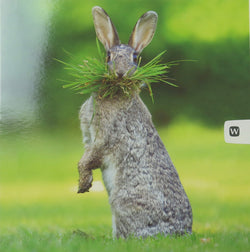 SINGLE CARD. Hare