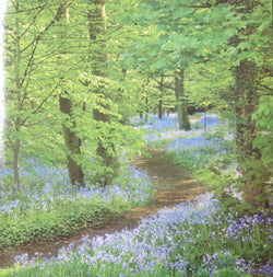 SINGLE CARD - Bluebells at Speke Hall